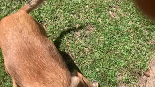 Malinois takes down owner