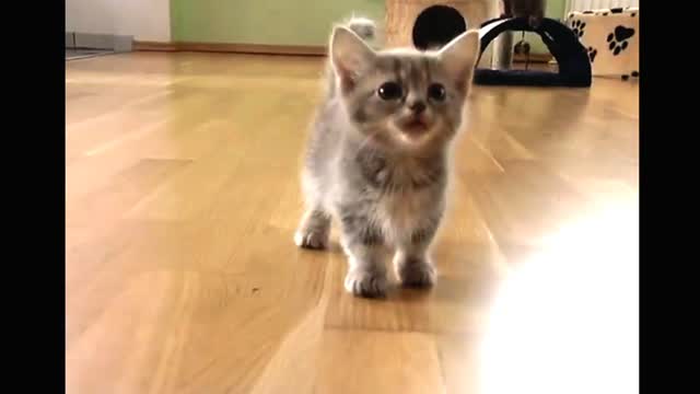 Cute and Cat baby video full funny videos