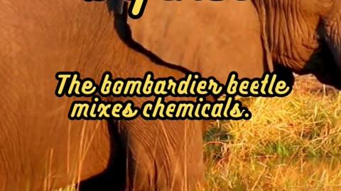 Animal Facts Bombardier Beetle Defense #shorts