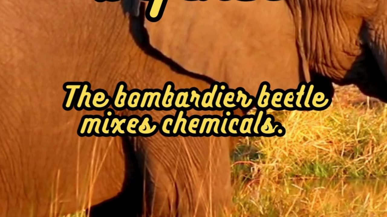 Animal Facts Bombardier Beetle Defense #shorts