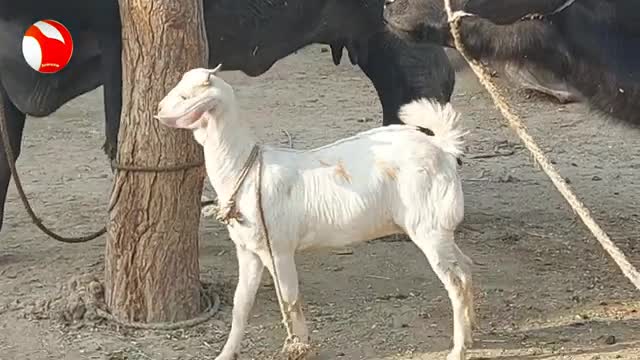 Cute Funny And Happy Goat | World Happiest Living Being | 💛