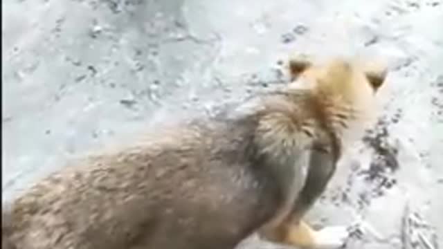 Chicken vs dogs funny moments