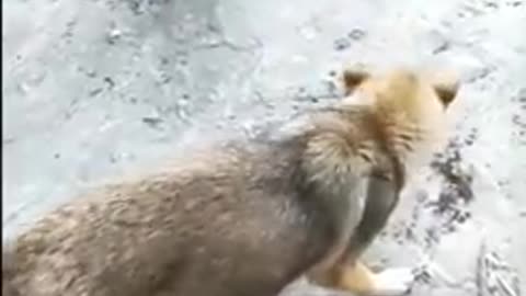 Chicken vs dogs funny moments
