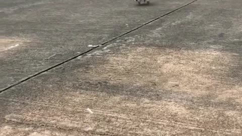 Dog 'goes home from school' with a bag on his back