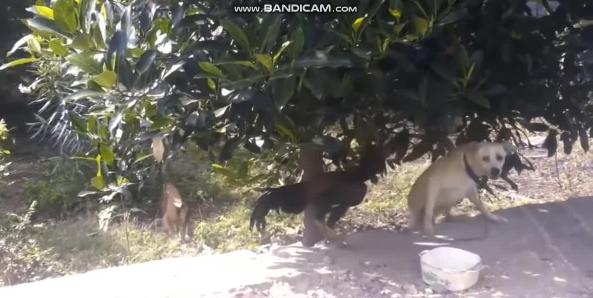 Crazy Rooster Beefs with Dog over Lunch