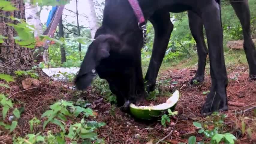 Great Dane puppy devours huge chunk of tasty watermelon