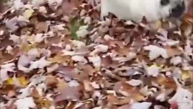 Funny dog