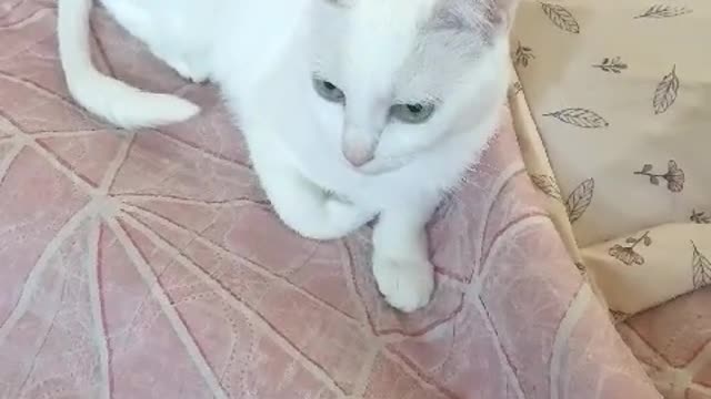 White cat with very pretty eyes