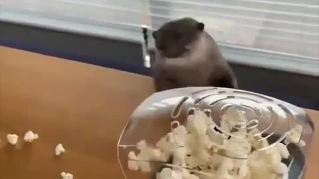 How to Get Along With A Otter Quickly ...?#2