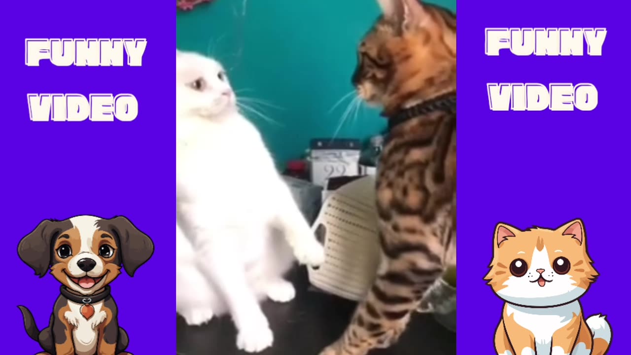 The Best Cat and Dog Moments