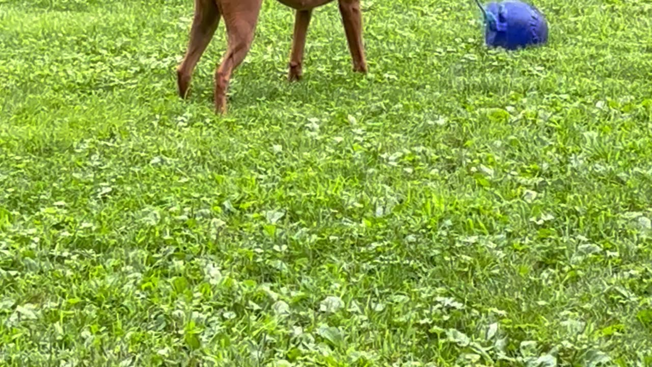 Boxer Dog Swings Ball Around