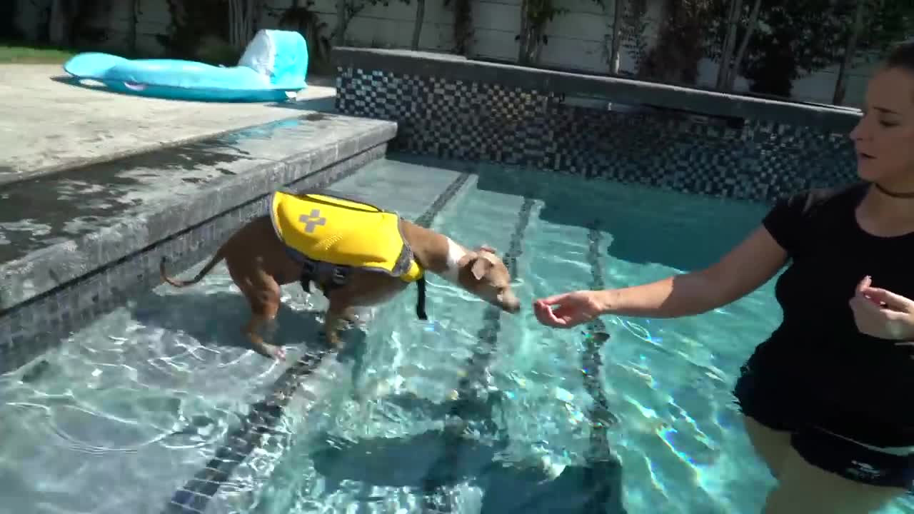 Teach dog how to swim