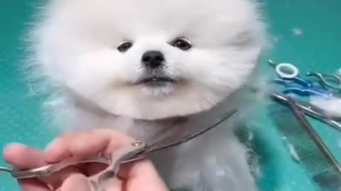 CAT Hair Cutting
