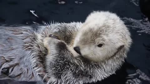 Baby beaver playing in water