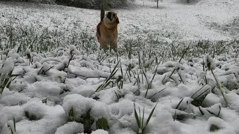 Dog cracker in iceland