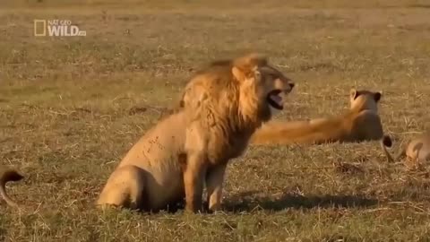 Lion laughing funny clip