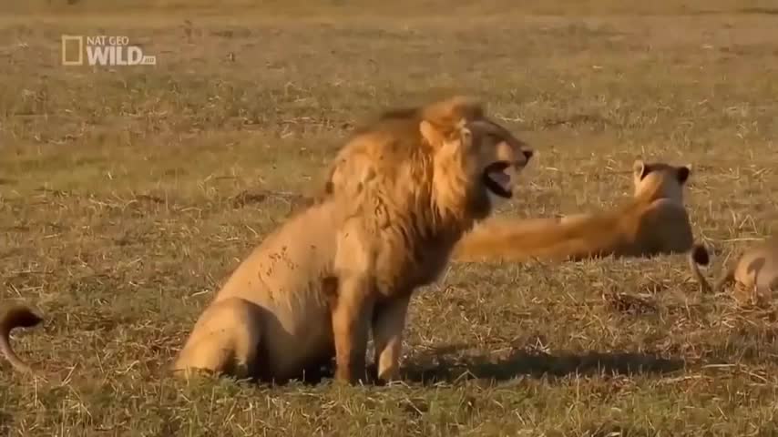 Lion laughing funny clip