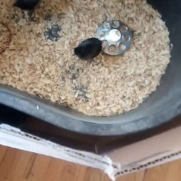 Chicks in a Brooder Part 5