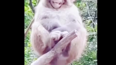 Funny monkey