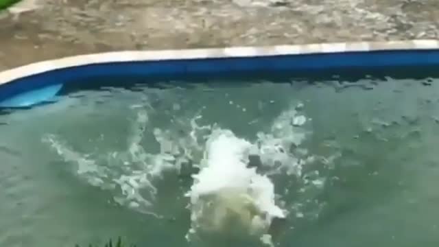 Swimming Driving Dog Video | don't miss End