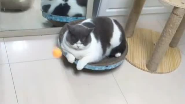 Cute and Funny Cat Video Compilation 2021