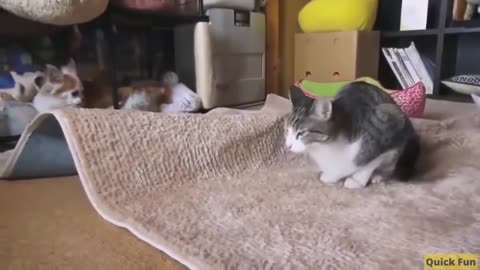 Funny Video Dancing Cats And Dogs