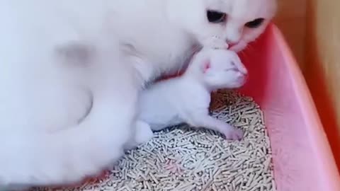 Awww Cute Mother with her adorable cuties!