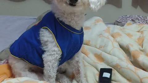 Super cão