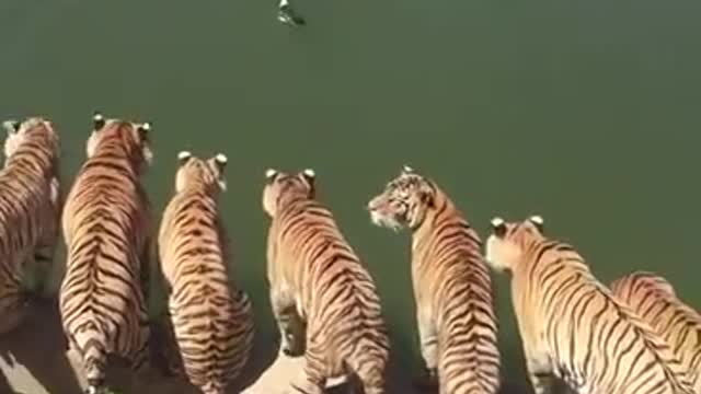 A group of tigers.