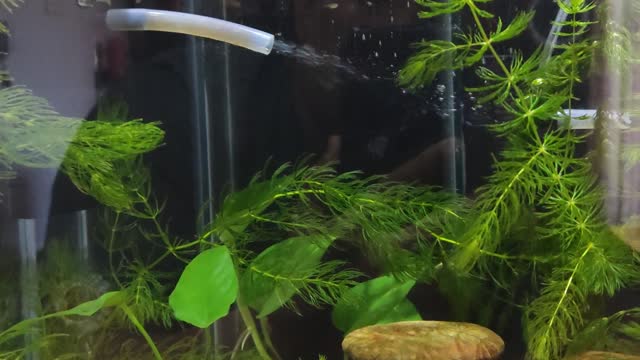 My fish's, my daily passion...