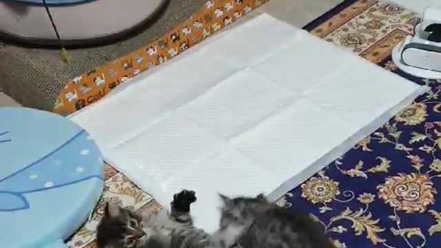 Baby Cat Cat Tower Conqueror