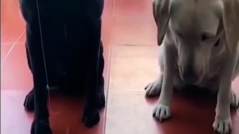 Funniest animals🐱In tiktok 😂 Funny and Fails Pets Video #7