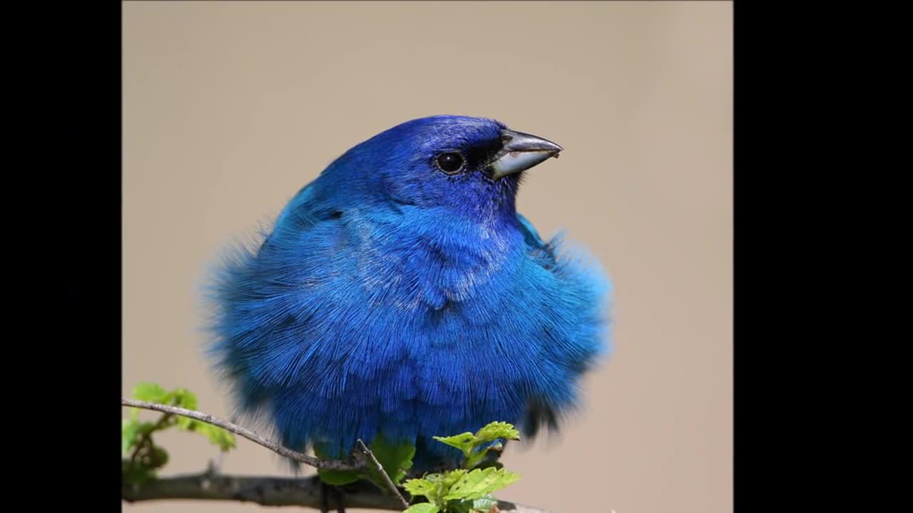 Stunning Birds.