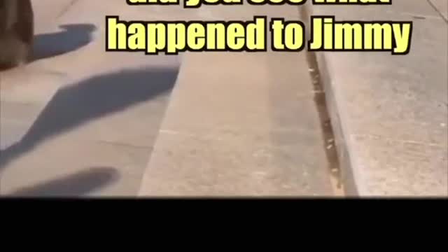 Funny dogs video looking so funny 🤣🤣