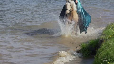 Gray horse jumps in water with woman in slowmotion