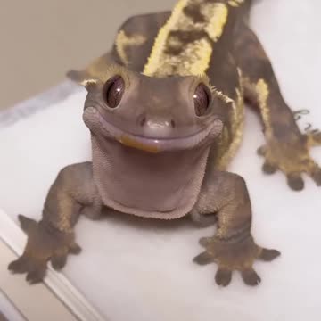 How a lizard gives you a compliment?