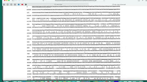 African Green Monkey Simian Cytomegalovirus Origin of Stealth Adapted Virus Infecting a CFS Patient