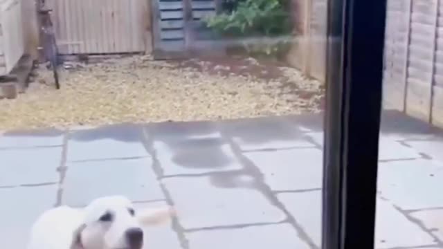 Let the dog sleep, but he got up and started the live broadcast
