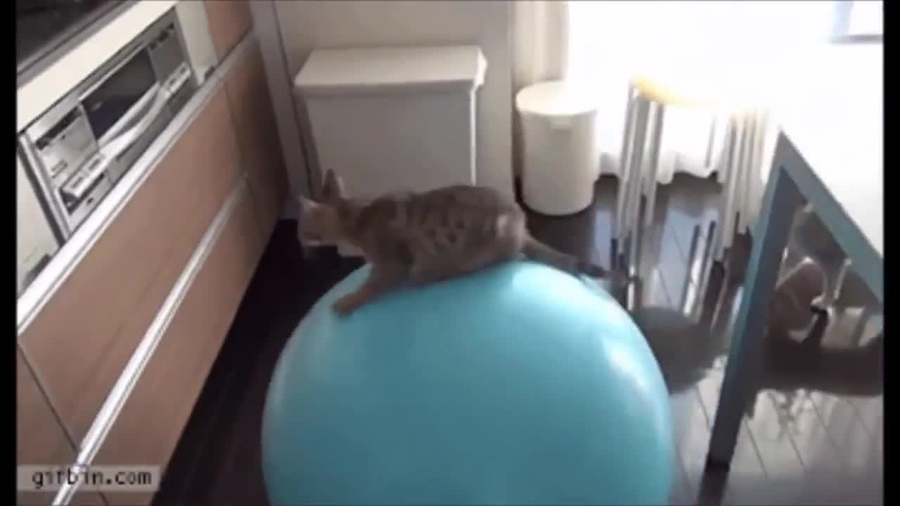 Funny cat video