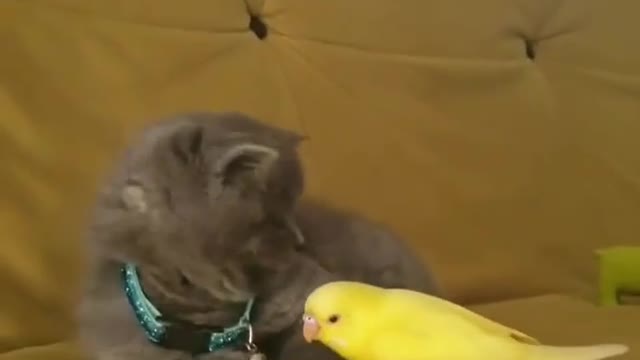 🥰Very cute babies cats |#7Aww kitten scared of bird