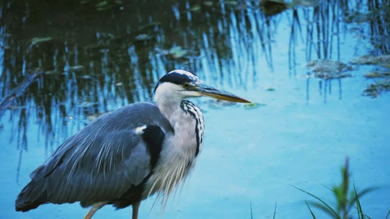 #Great #white #heron