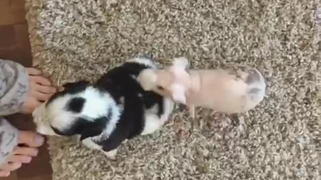 Pink rat surrounded by puppies