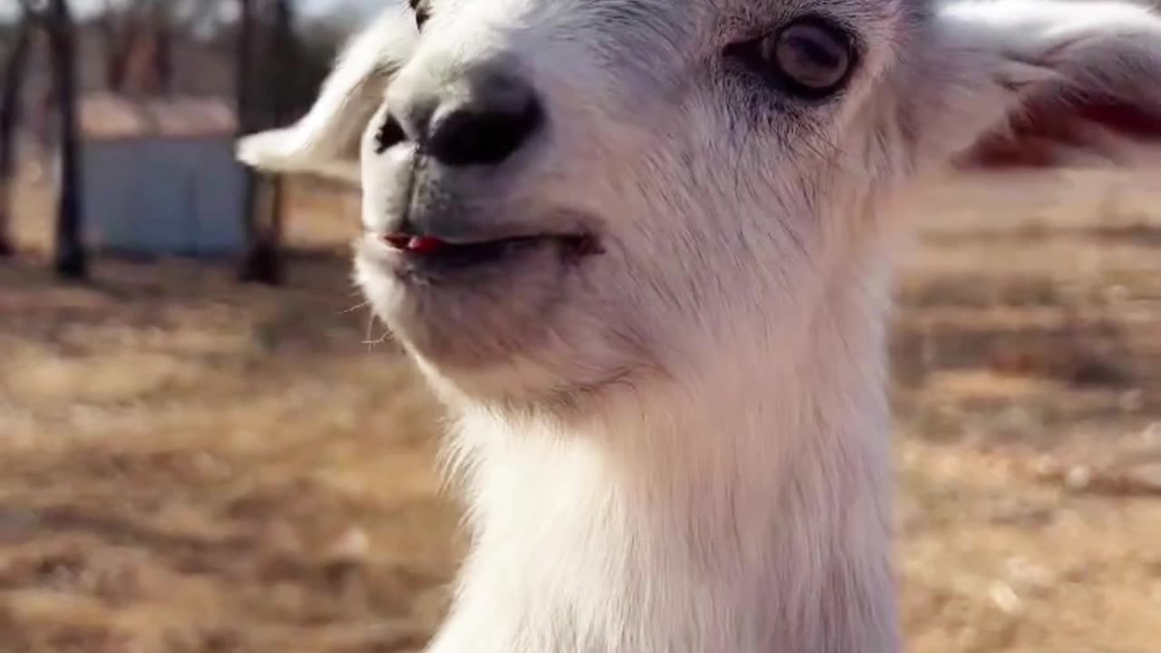 Funny baby got,# baby got,# funny baby video.