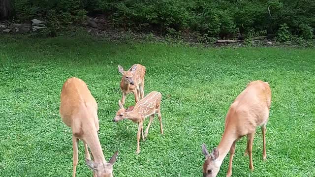 Mother Deer and Their Fawns