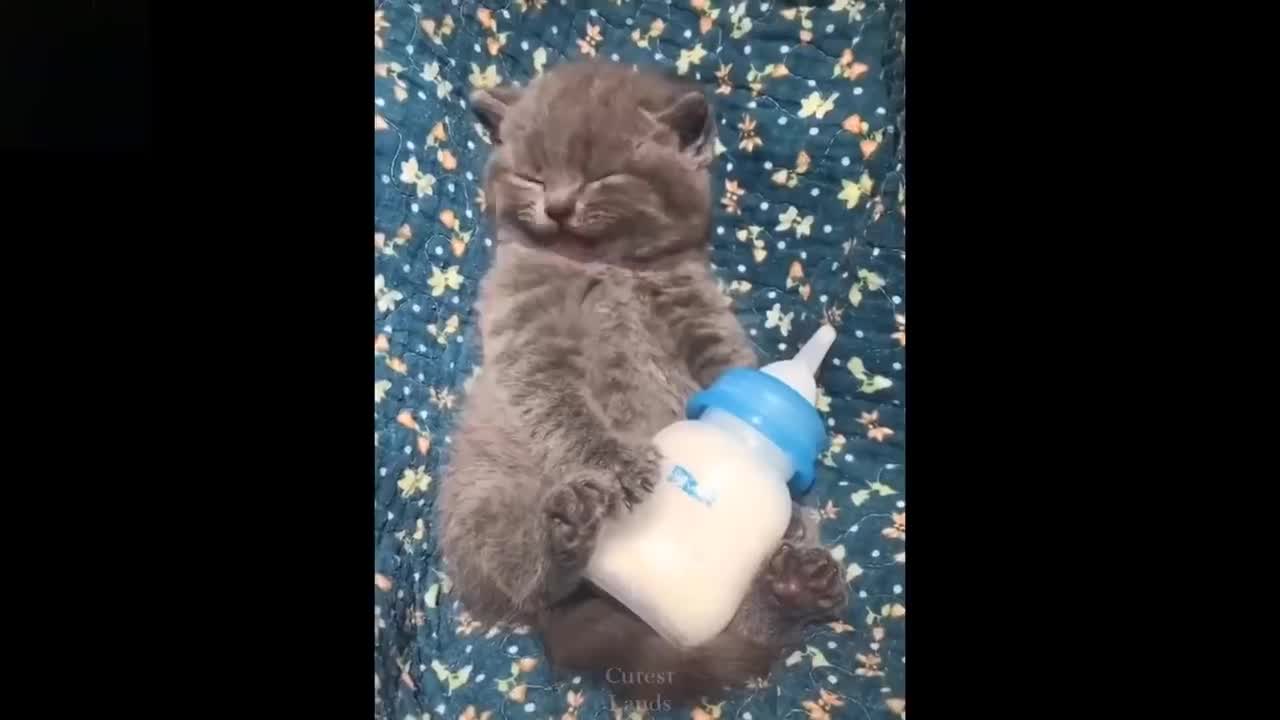 Baby cute pets 😍 funny compilation 😂