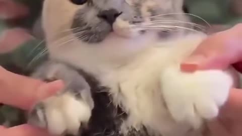 Awesome dance #cat #funny #cute funny cat dancing 🐱