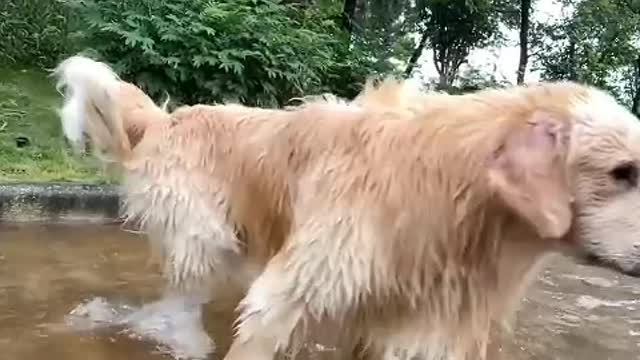 There are no animals on earth, it is a lifeless world.