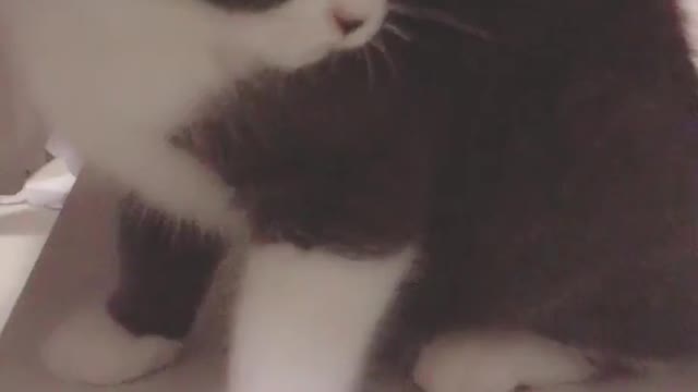 Cats really make me happy