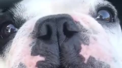 funny dog singing loud