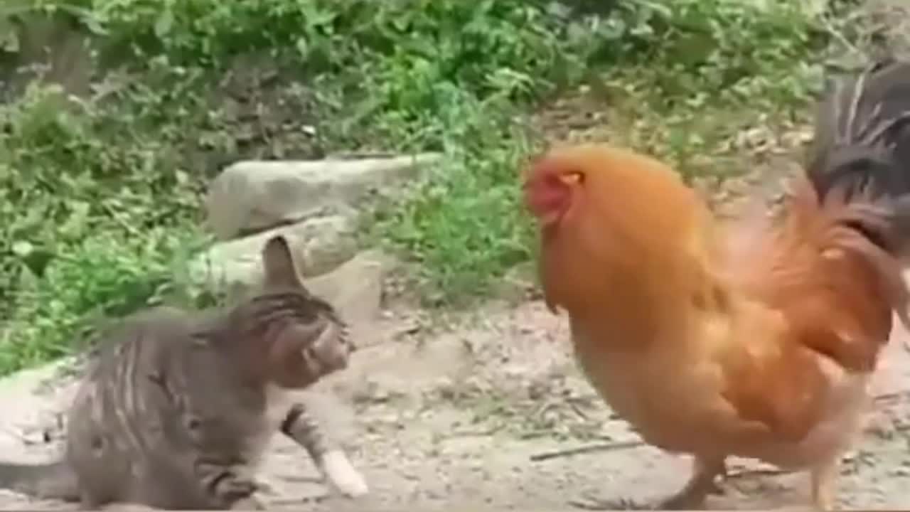 rooster and cat